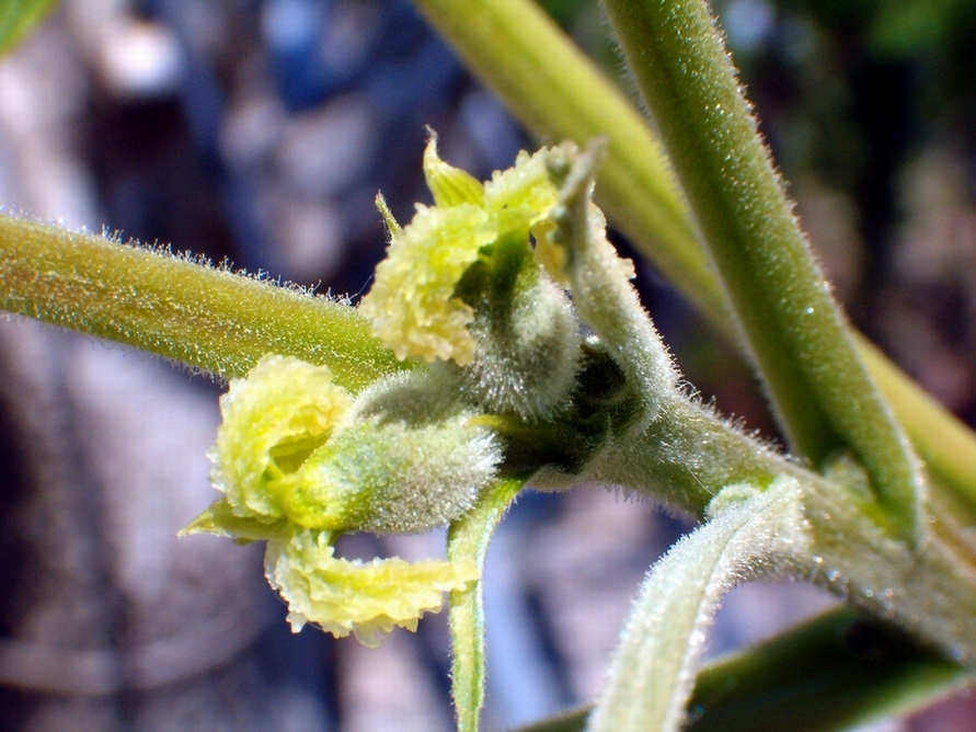 Juglans regia / Noce:  fiori femminili